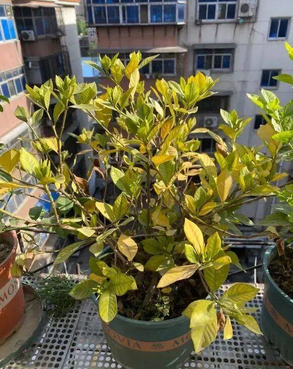 Plantation techniques for plant grapefruit trees