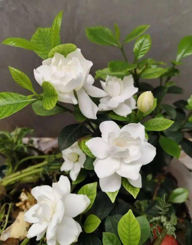 Plantation techniques for plant grapefruit trees