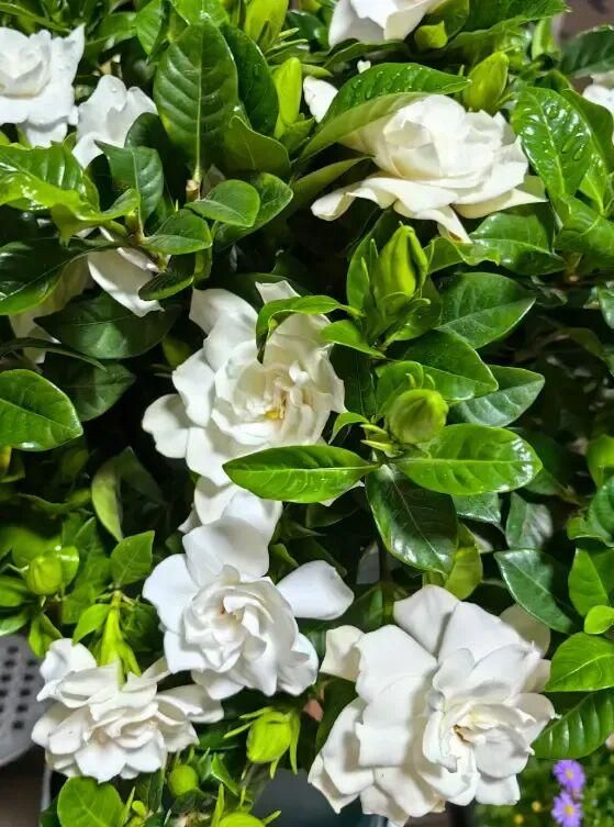Plantation techniques for plant grapefruit trees