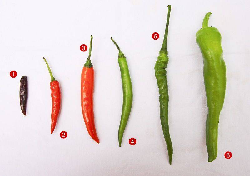 Indian pepper cultivation technology