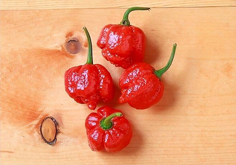 Indian pepper cultivation technology