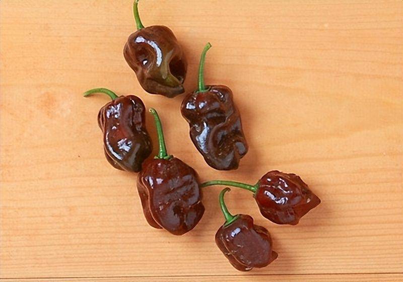 Indian pepper cultivation technology
