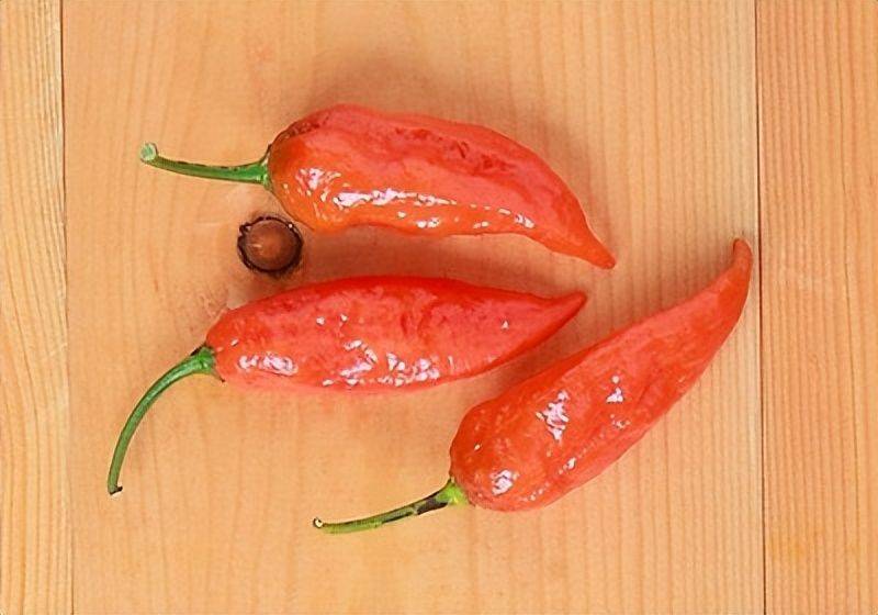 Indian pepper cultivation technology