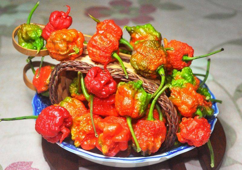 Indian pepper cultivation technology