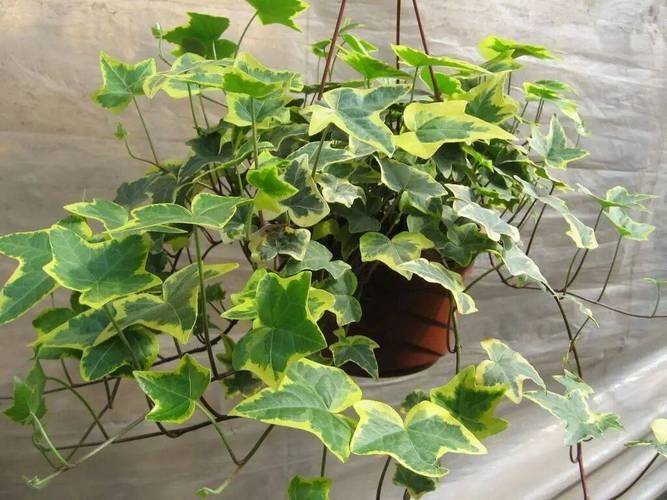 Plantation techniques for plant grapefruit trees