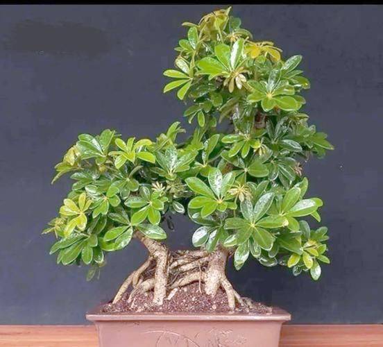 Plantation techniques for plant grapefruit trees