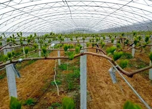 软枣子种植技术