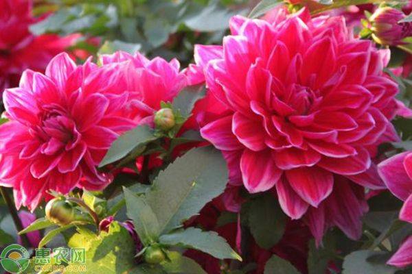 The method of farming the dalai flowers