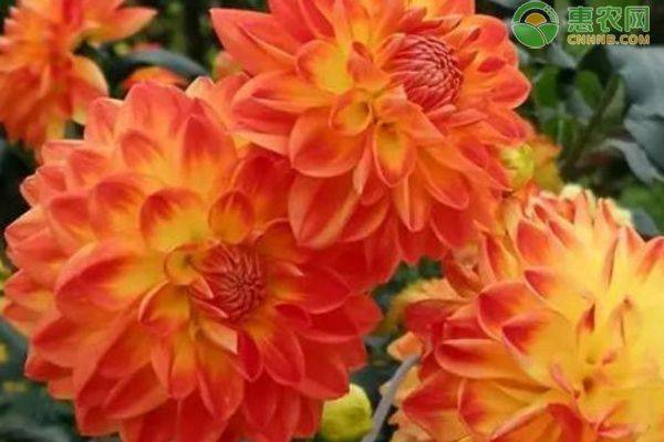 The method of farming the dalai flowers