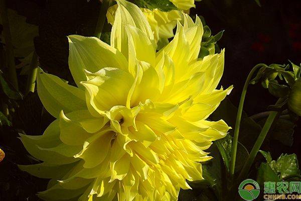 The method of farming the dalai flowers