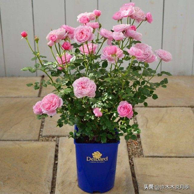 荷兰多头菊种植方法