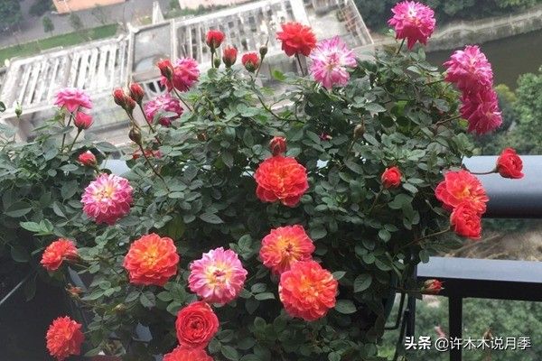 荷兰多头菊种植方法