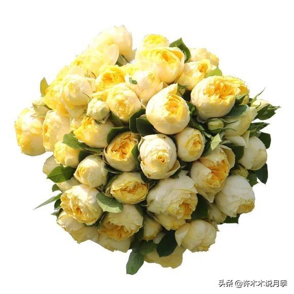 荷兰多头菊种植方法