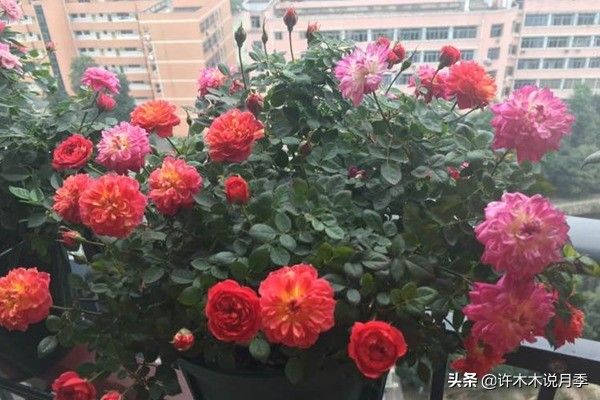 荷兰多头菊种植方法