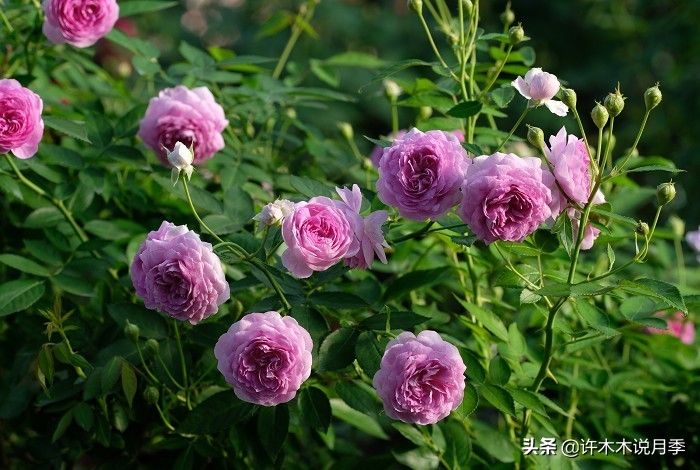 荷兰多头菊种植方法