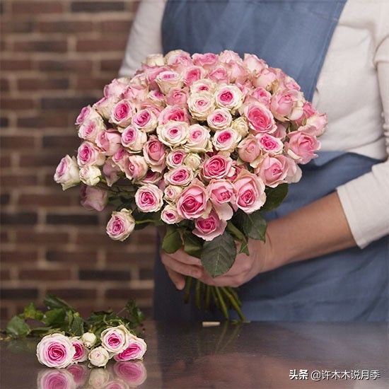荷兰多头菊种植方法