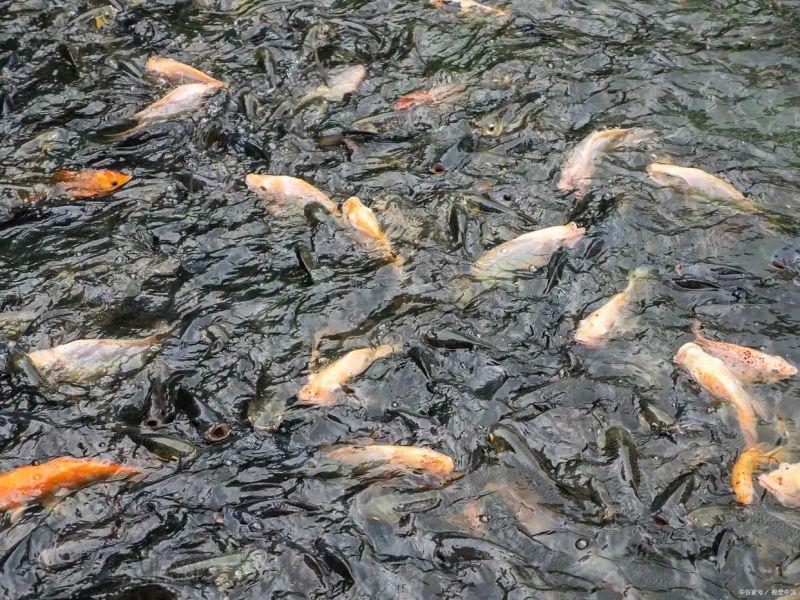 鱼塘养殖经验