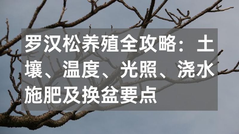 罗汉松的室内养殖方法