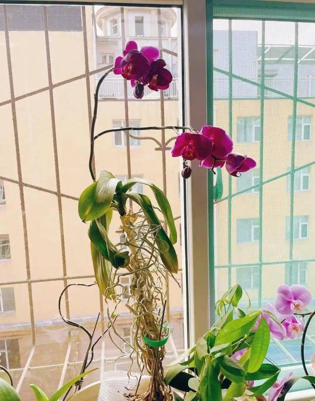 Evening orchid cultivation methods