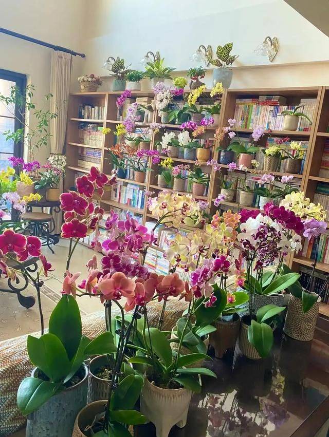 Evening orchid cultivation methods