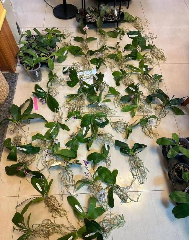 Evening orchid cultivation methods