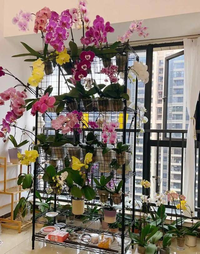 Evening orchid cultivation methods