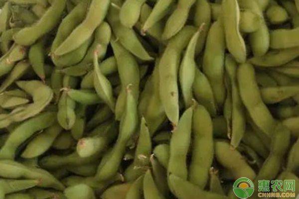 A video of the soybean growing technology