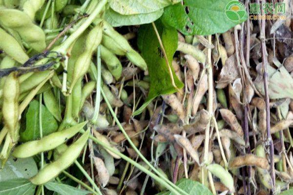 A video of the soybean growing technology
