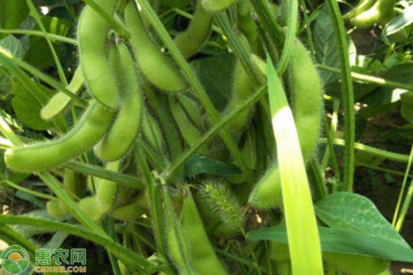 A video of the soybean growing technology
