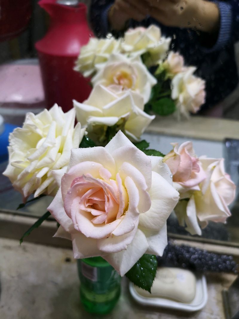 荷兰多头菊种植方法