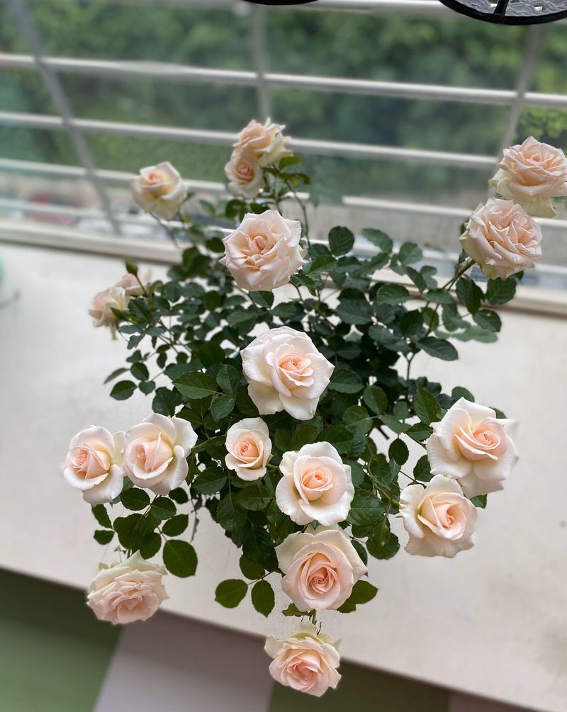 荷兰多头菊种植方法