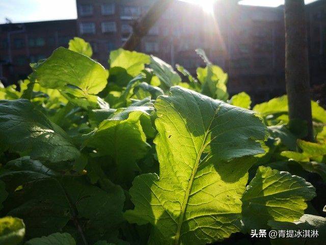盆栽小番茄的种植方法
