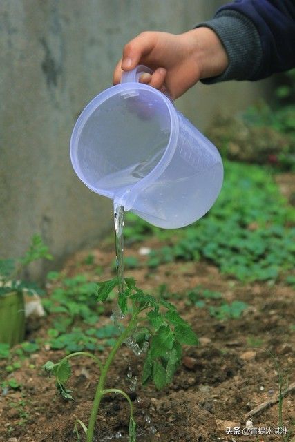 盆栽小番茄的种植方法
