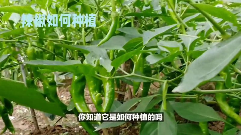 印度鬼椒种植技术