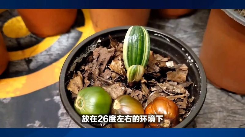 印度鬼椒种植技术