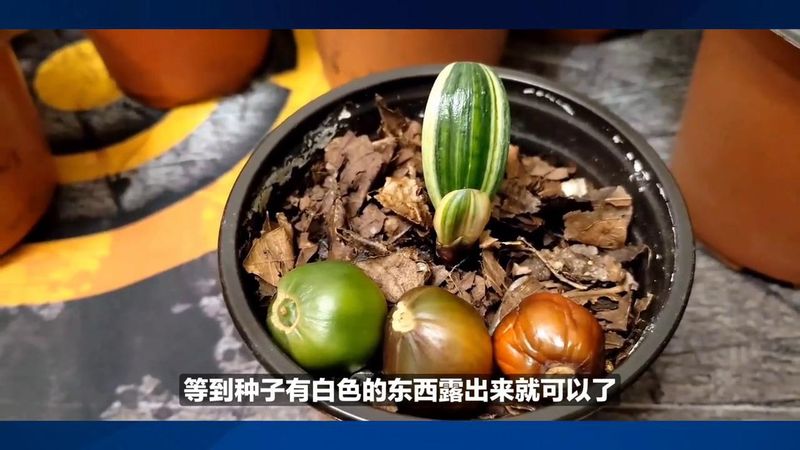 印度鬼椒种植技术
