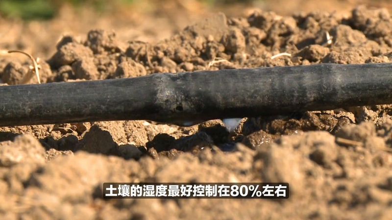 印度鬼椒种植技术