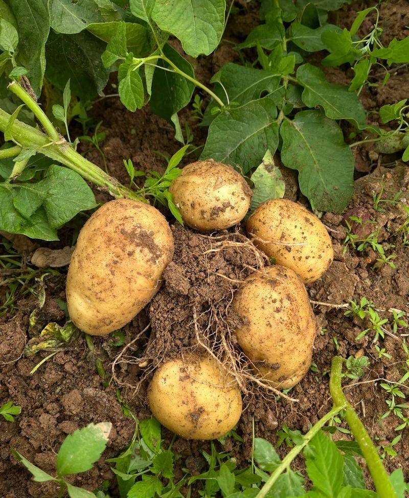 Potato farming techniques