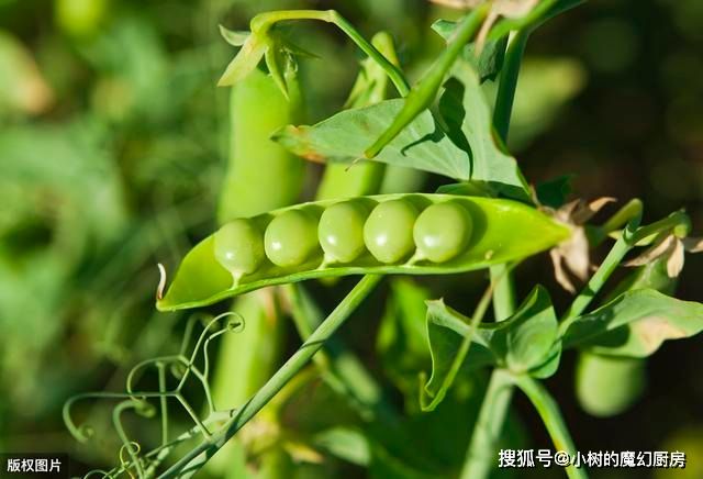 四季豆种植方法