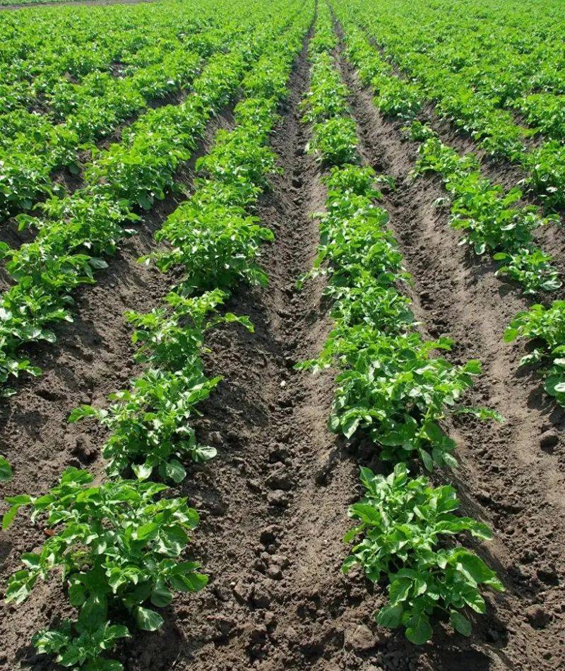 Potato farming techniques