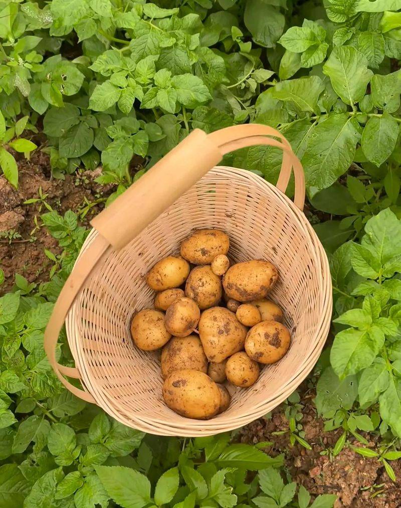 Potato farming techniques