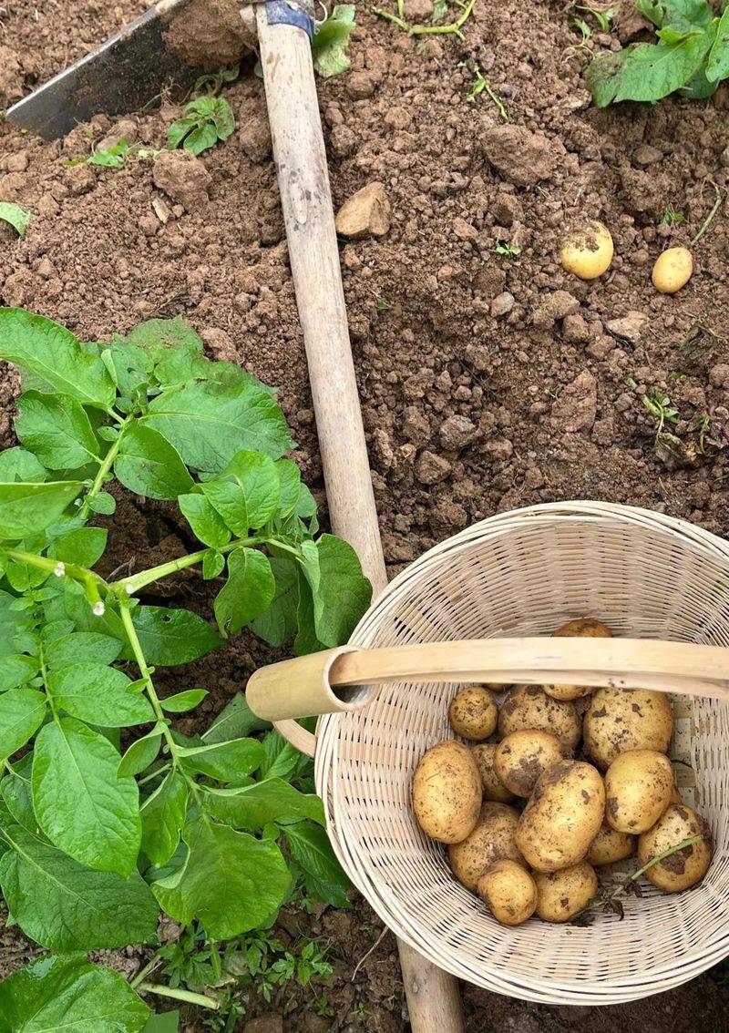 Potato farming techniques