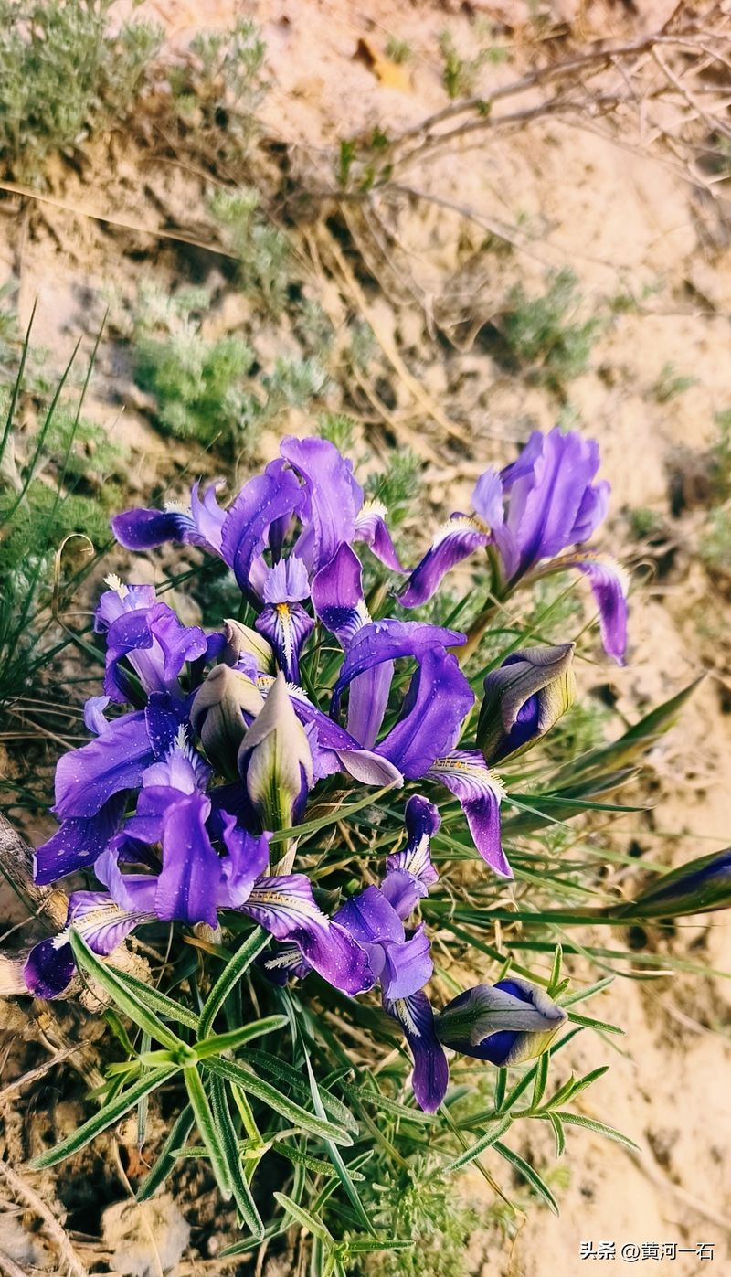 马兰花的种植方法