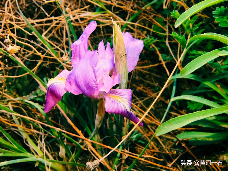 马兰花的种植方法