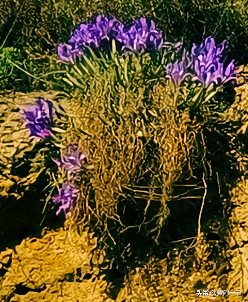 马兰花的种植方法