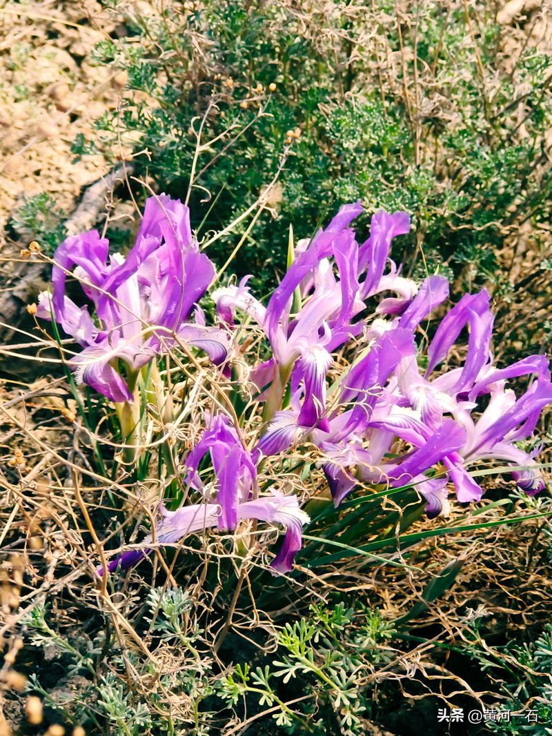 马兰花的种植方法