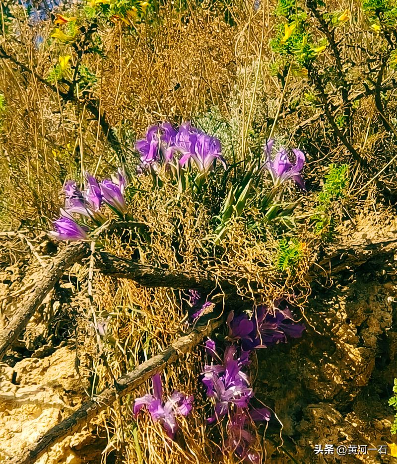 马兰花的种植方法