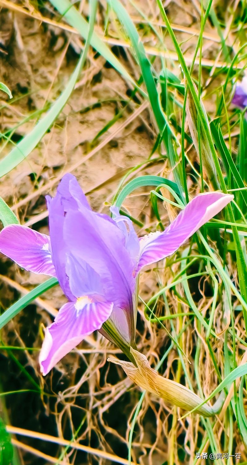 马兰花的种植方法