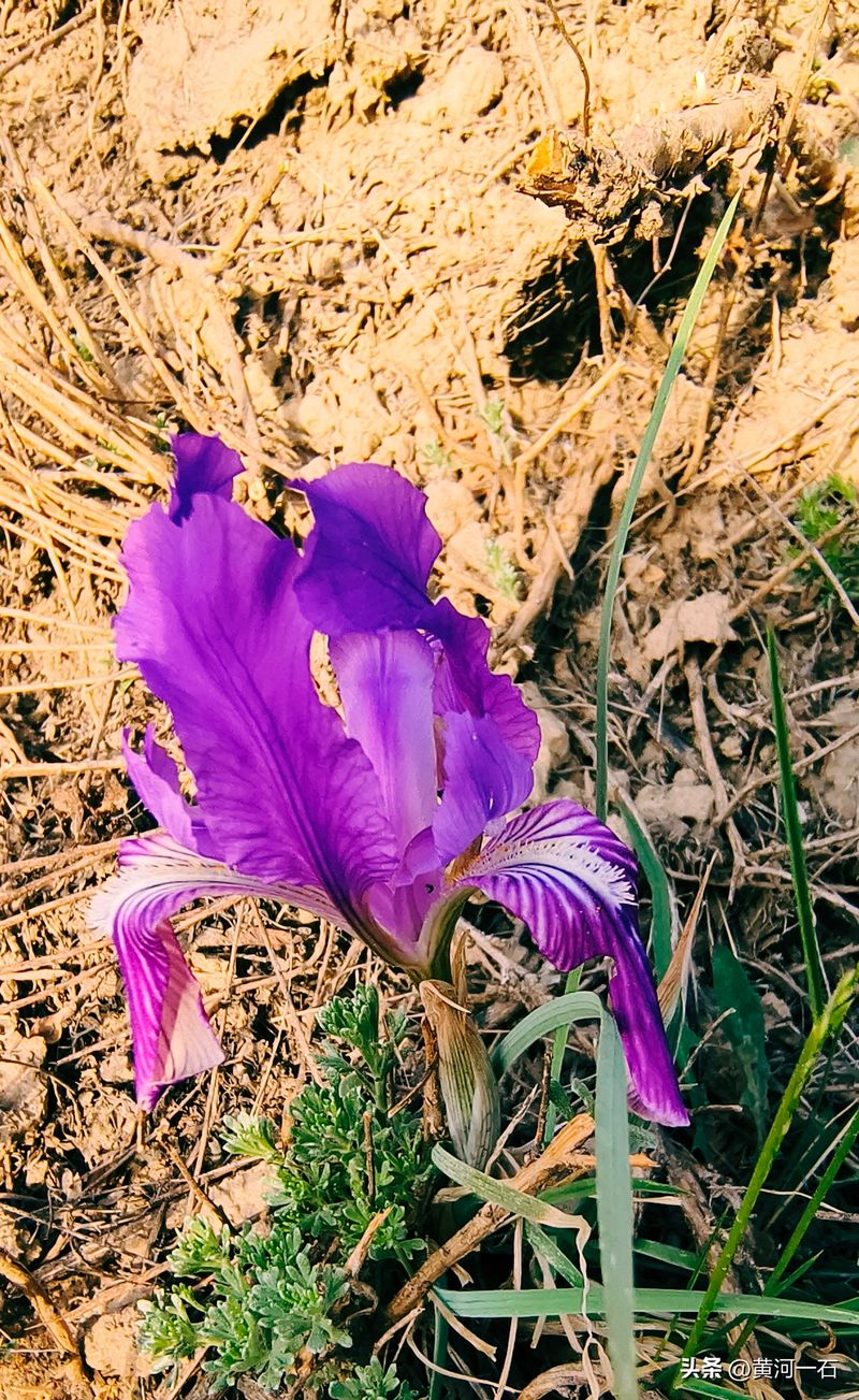 马兰花的种植方法
