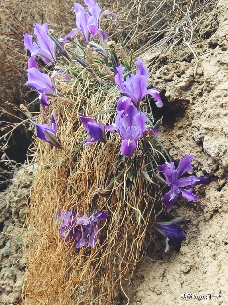 马兰花的种植方法